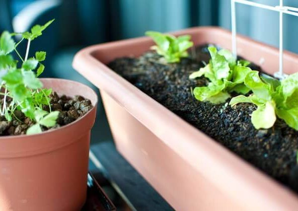 ミントの育て方 室内やベランダで種から栽培 株分け方法 ベランダ菜園 Com