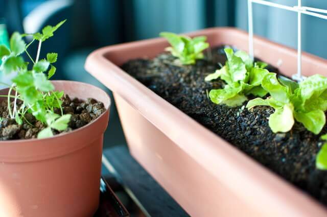 フラックスのハーブの育て方 室内やプランターで種から栽培 ベランダ菜園 Com