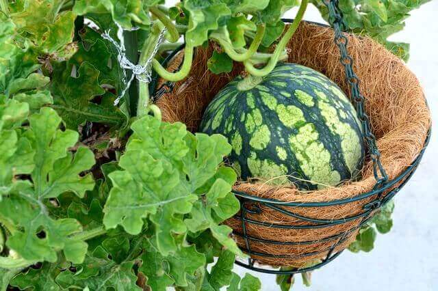 プランターでセロリの育て方 ベランダ菜園 Com