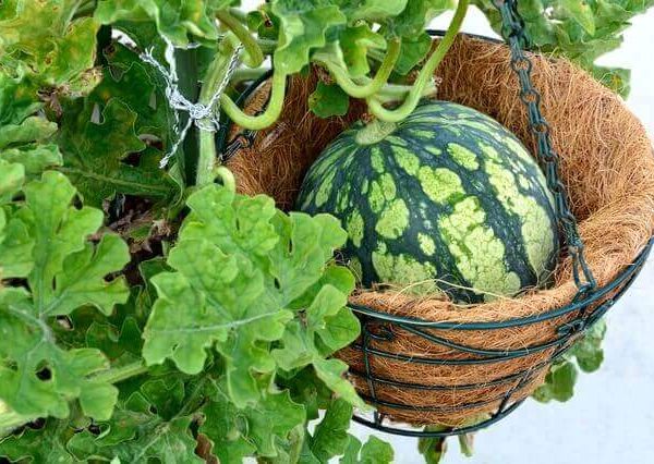ナスタチウムの育て方 種からプランター栽培 挿し木のやり方も ベランダ菜園 Com ナスタチウムの育て方 種からプランター栽培 挿し木のやり方も ベランダ菜園 Com