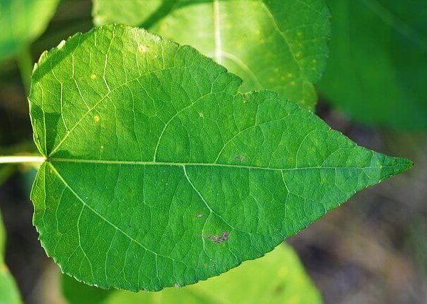 レモングラスの育て方【種から鉢植え！ベランダで栽培】