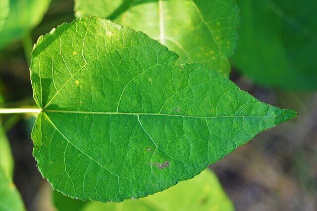 レモングラスの育て方 種から鉢植え ベランダで栽培 ベランダ菜園 Com