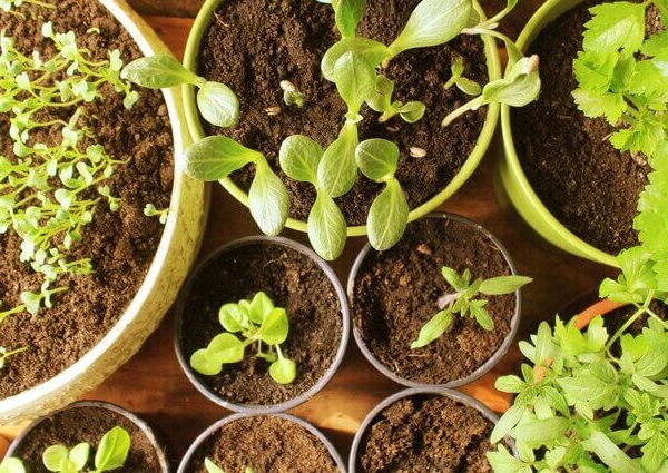 ソープワートの育て方【苗から簡単！室内やプランターで栽培】