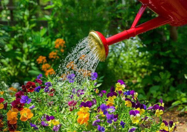 カモミールの育て方 種からプランター栽培 室内もおすすめ ベランダ菜園 Com