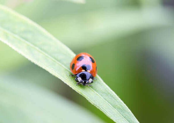 ベランダ菜園の野菜を鳥や虫から守るおすすめのグッズ3選