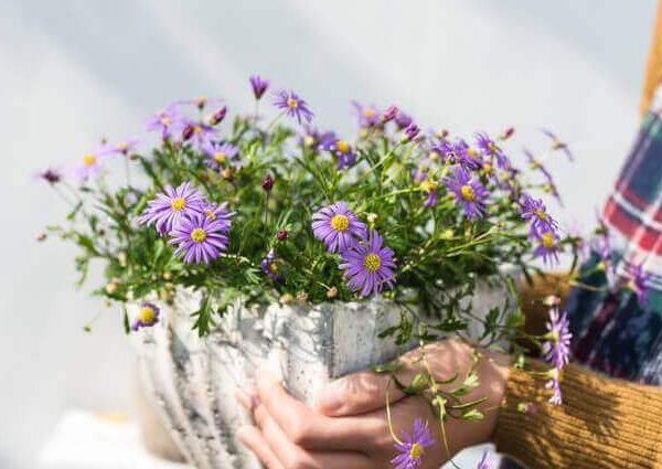 ティーツリーの育て方【水虫に効果あり！室内やプランターで栽培】