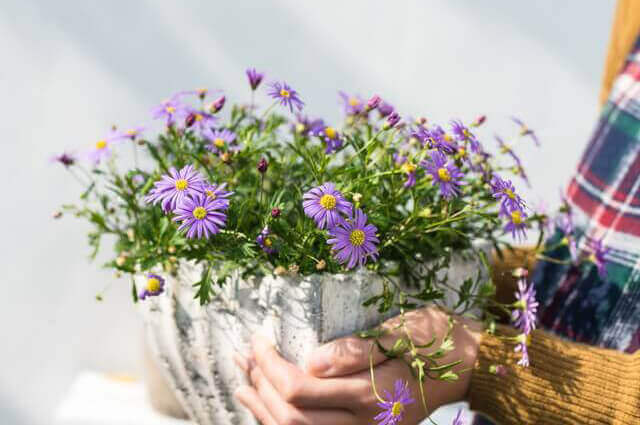 ベルガモットやメロンの育て方 おすすめ品種 種まき 植え付けのポイント ベランダ菜園 Com