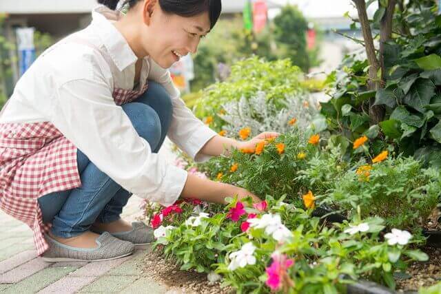 トウモロコシの育て方 プランターで水やり 追肥 支柱立ても ベランダ菜園 Com