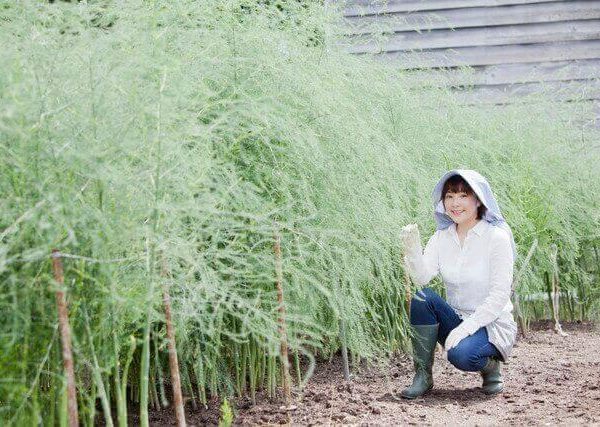 メロンとヤーコンの育て方 プランターで水やり 追肥 支柱立て つる対策 ベランダ菜園 Com メロンとヤーコンの育て方 プランターで水やり 追肥 支柱立て つる対策 ベランダ菜園 Com