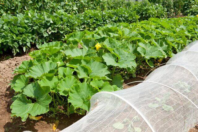 ベランダ菜園でもあると便利 ネットの種類 ベランダ菜園 Com