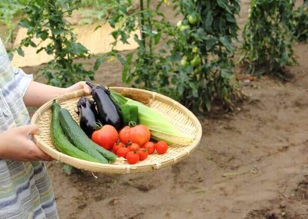 ピーマンの育て方 水やり 追肥 剪定 害虫や病気対策 ベランダ菜園 Com ピーマンの育て方 水やり 追肥 剪定 害虫や病気対策 ベランダ菜園 Com