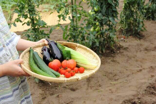枝豆の育て方と家庭菜園に向いている野菜3選 プランターで水やり 間引き 肥料 ベランダ菜園 Com
