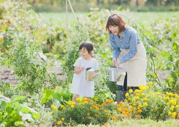 存在感のある丈夫な木、ゴムの木の育て方