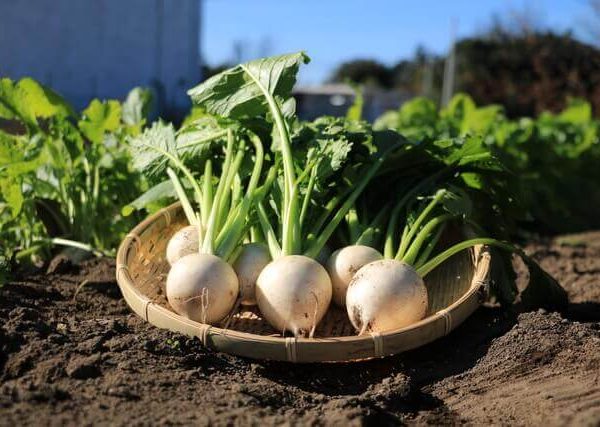 初心者でも育てやすい根菜類の野菜3選