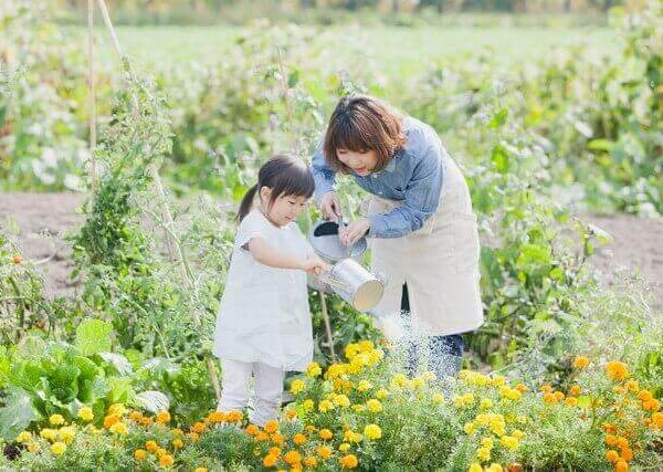 ディルの育て方 室内やベランダでプランター栽培も ベランダ菜園 Com