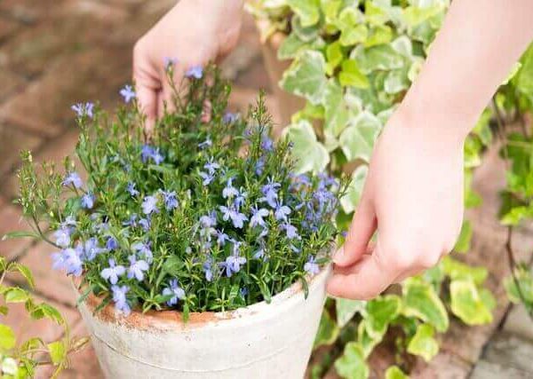 植物を簡単に増やせる挿し木のやり方