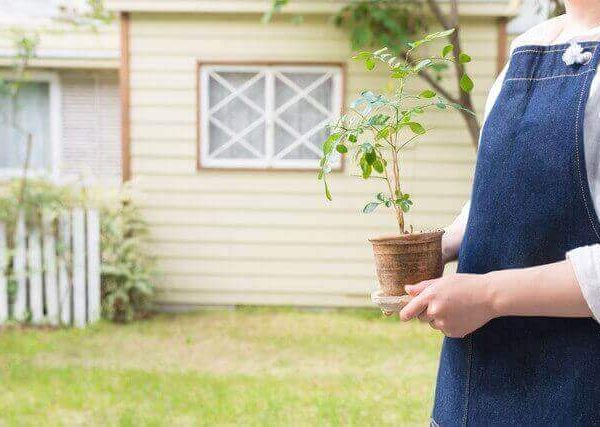 ラディッシュの育て方【室内やベランダでプランター栽培】